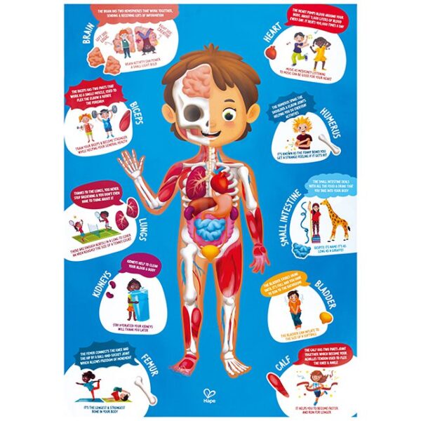 lichaam puzzel poster Hape Human body puzzle - puzzel menselijk lichaam