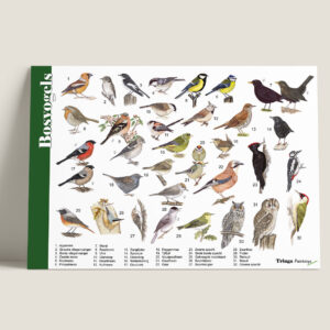 Tringa Paintings Herkenningskaart / zoekkaart Bosvogels