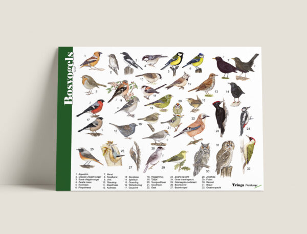 Herkenningskaart Bosvogels Tringa Paintings Herkenningskaart / zoekkaart Bosvogels