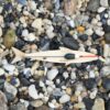 Kikkerland - Huckleberry Kinder Vishengel - Ultimate fishing kit
