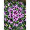 Huckleberry Kaleidoscoop – Ontdek de magie van de natuur