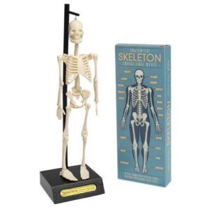 Rex London – Anatomisch Skelet Educatief Model | Leer alles over het menselijk lichaam