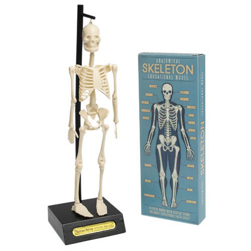 Rex London – Anatomisch Skelet Educatief Model | Leer alles over het menselijk lichaam