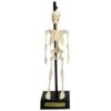 Rex London – Anatomisch Skelet Educatief Model | Leer alles over het menselijk lichaam