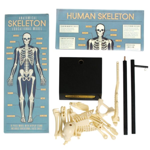Rex London – Anatomisch Skelet Educatief Model | Leer alles over het menselijk lichaam