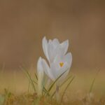 crocus-7079550_1280 (2) BS Toys Wiebelpad - Kikkerspel - Evenwichtsspel