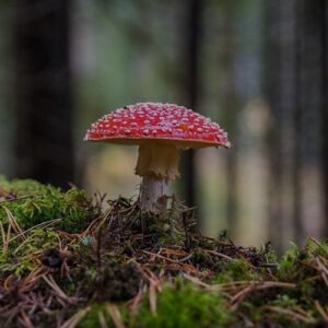 4 verschillende kwasten Eduplay