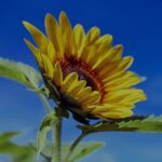 sunflower-1536088_1280 (1) Boer Boris en de bietjes Ted van Lieshout