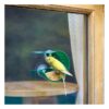 Hape Toys Bird feeder, vogel voederhuisje