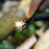 Moses Expeditie natuur vuurstartset fire starter