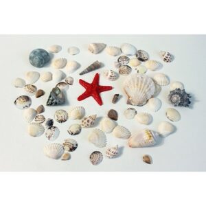 Bovenaanzicht Rode zeester te midden van veel verschillende schelpen voor open end spel en loose parts. Te gebruiken in sensorische speeltafel bij thema strand, zee, zomer en oceaan