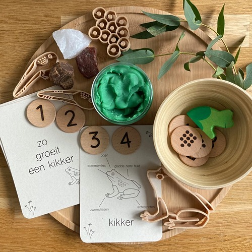 Duurzame lifecycle flashcards kikker – gedrukt op PaperWise papier met anatomie en levenscyclus