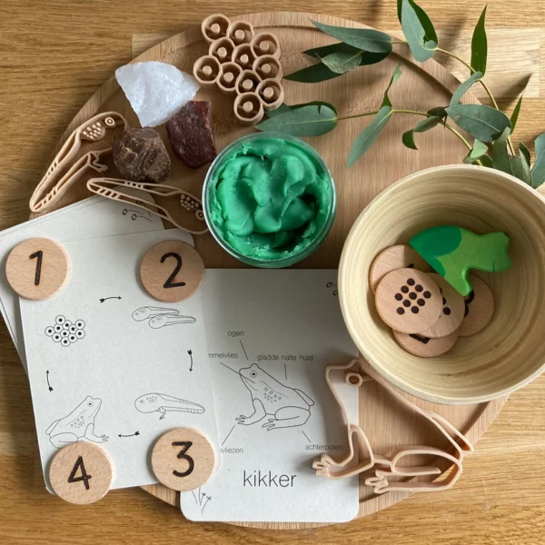 Duurzame lifecycle flashcards kikker – gedrukt op PaperWise papier met anatomie en levenscyclus