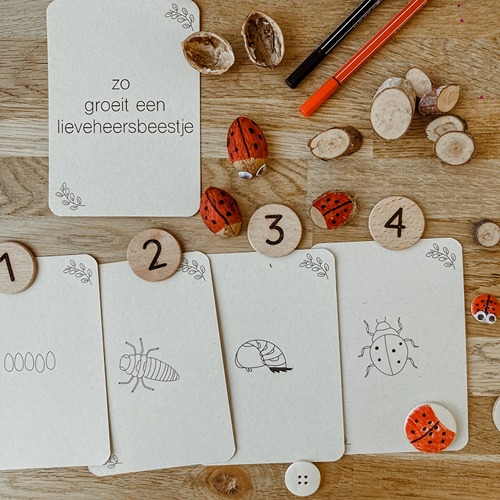 Wildebras lifecycle flashcards lieveheersbeestje – educatief Montessori speelgoed voor natuuronderwijs