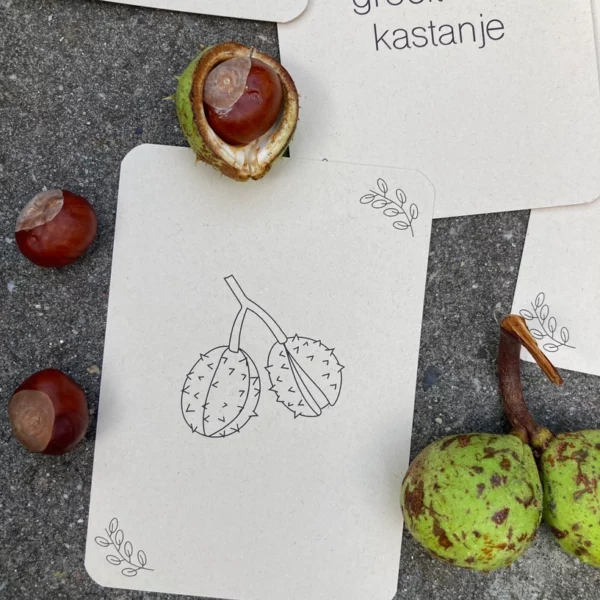 wildebras-lifecycle-flashcards-montessori-natuuronderweijd-herfst-het-speellab-4 Wildebras lifecycle flashcards pompoen kastanje eikel paddenstoel – educatief Montessori speelgoed bij Het Speellab