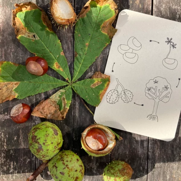 wildebras-lifecycle-flashcards-montessori-natuuronderweijd-herfst-het-speellab-6 Wildebras lifecycle flashcards pompoen kastanje eikel paddenstoel – educatief Montessori speelgoed bij Het Speellab